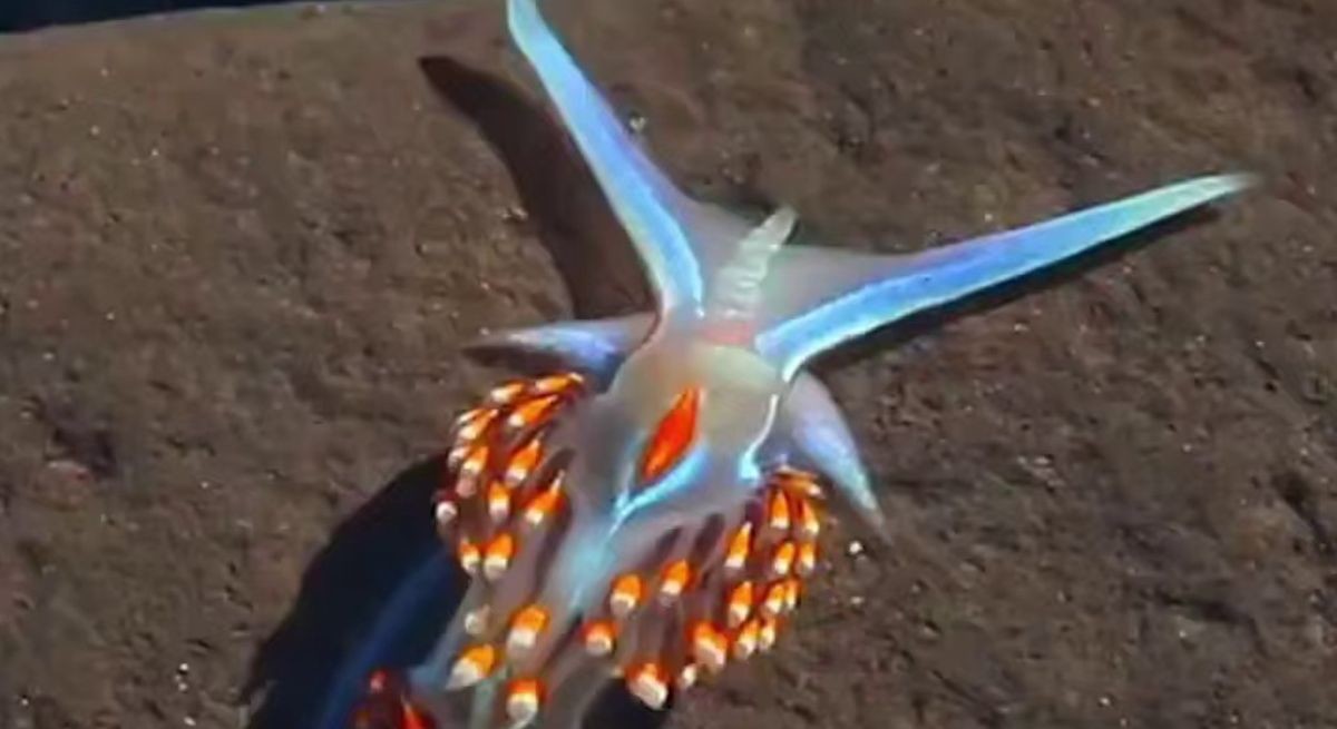 【神秘的】見事な模様のウミウシの一種、ヘルミセンダ・オパレスケンスウミウシ