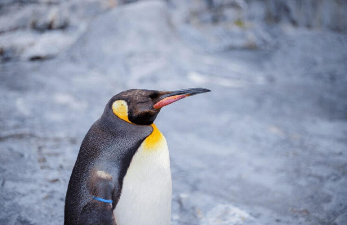 【必見】日本水族館のペンギンが反ロシア制裁のためハンガーストライキ