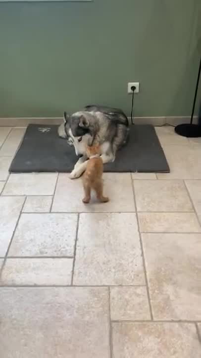 赤い子猫が犬に突っかかる？勇敢な姿に思わず応援したくなる
