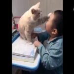 中国の猫