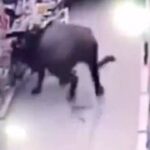 中国の水牛