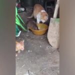 中国のネズミ