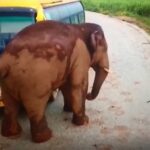 中国のゾウ