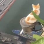 重慶の猫