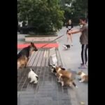 子犬軍団