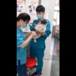 パグの絶叫